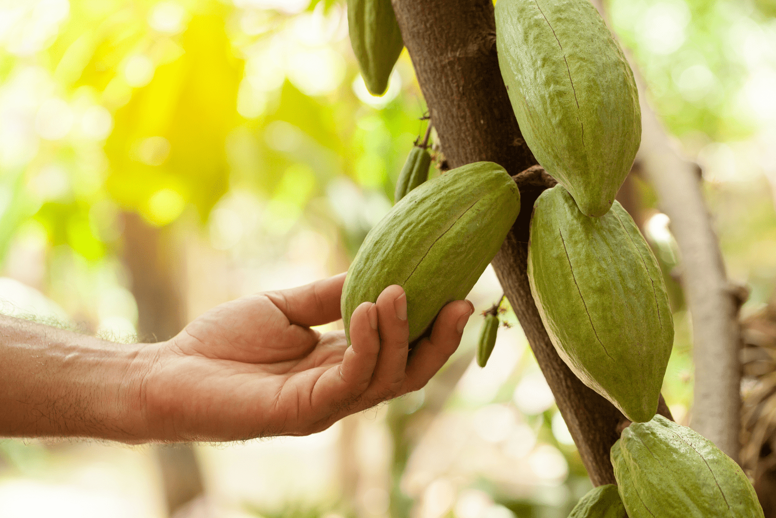 piedra de plata cacao tree piedra de plata cacao tree