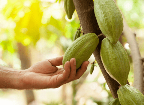 piedra de plata cacao tree piedra de plata cacao tree